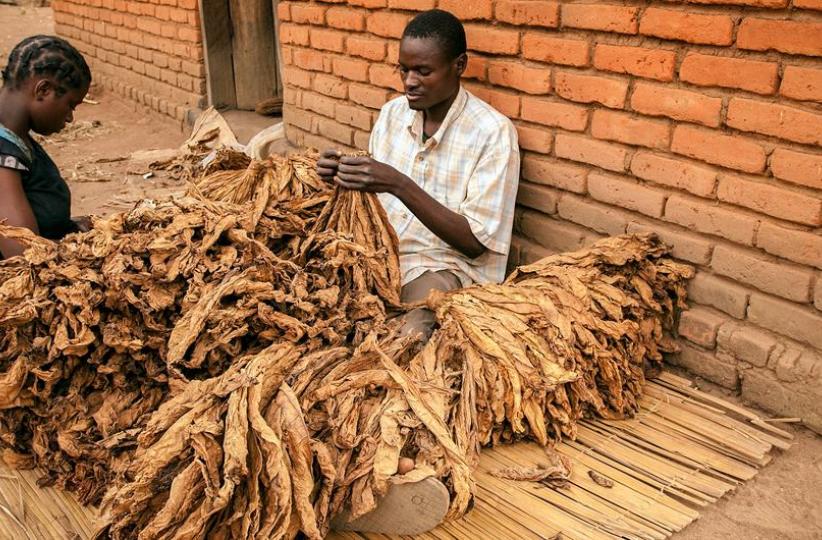 Selon l’OM, le tabac fait plus de 8 millions de morts chaque année