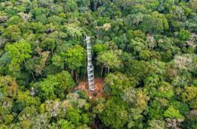Une vue de la forêt en RDC 