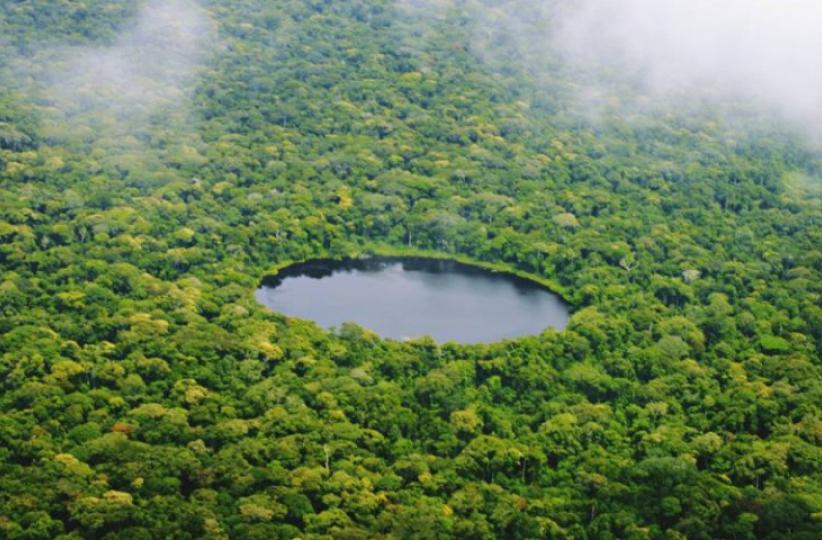 Une forêt en RDC.