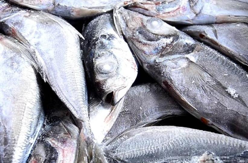 Des poissons chinchards. Photo d'illustration 