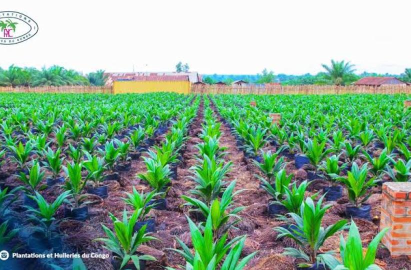 Une vue des champs de Plantations et Huileries du Congo