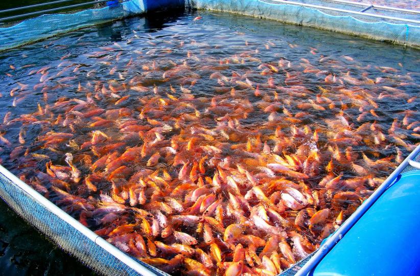 Le terme "aquaculture" est utilisé pour qualifier la culture d'organismes aquatiques (poissons, algues, crustacés, mollusques…) en milieu fermé