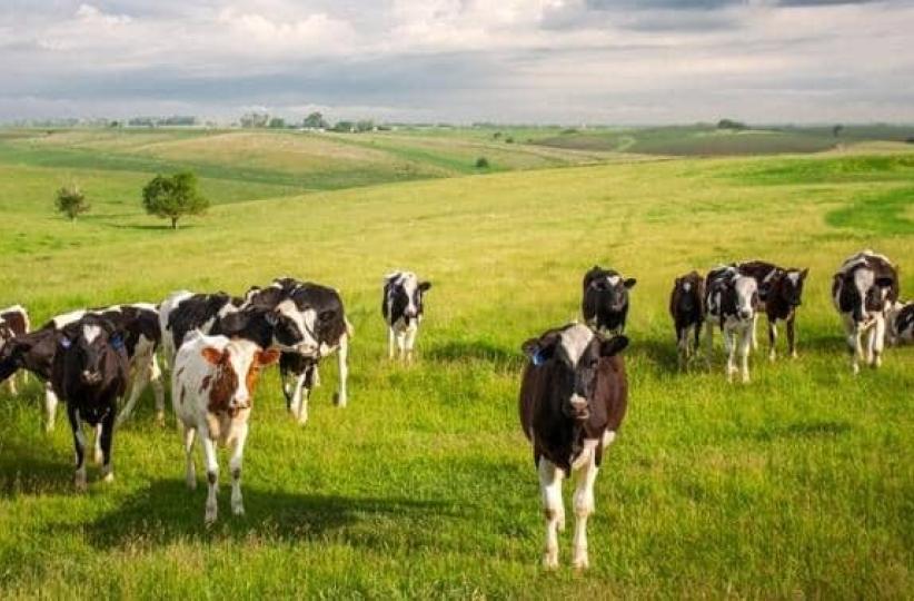 Un troupeau de vaches. Photo d'illustration