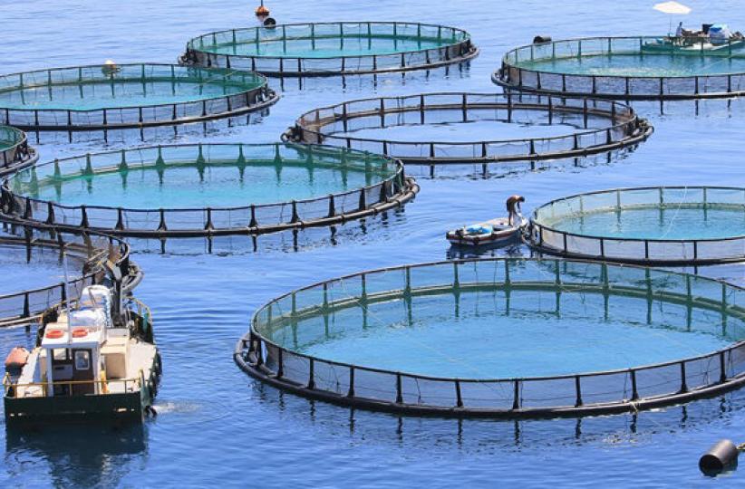 L'aquaculture 
