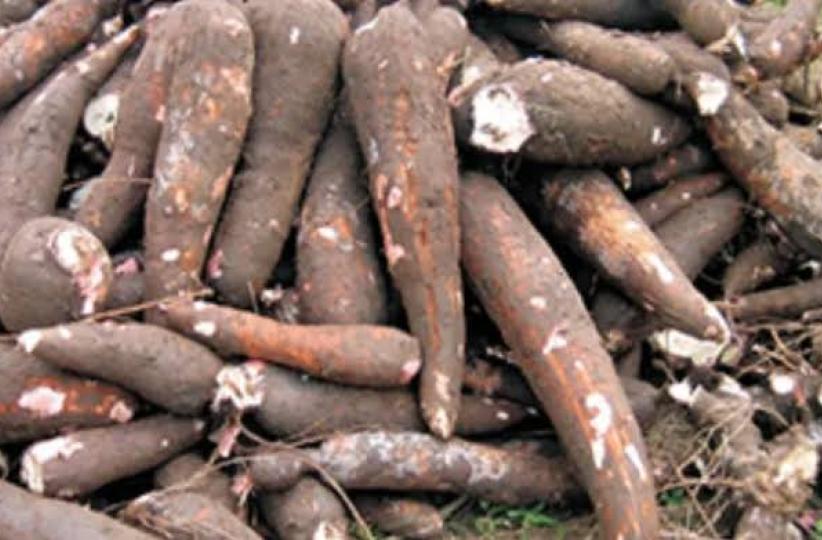 Le manioc. Ph droits tiers 