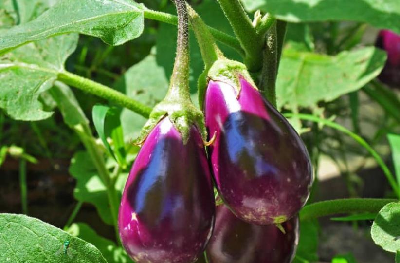 Aubergines. Ph Droits tiers 
