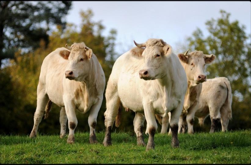 Vaches 