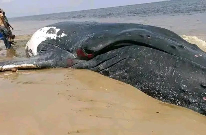 Une baleine échouée morte à Moanda.